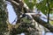 Ryukyu minivet on a branch of tree in springtime forest