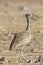 RÃƒÂ¼ppells Trap, Ruppell\'s Bustard, Heterotetrax rueppelii