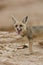 The rÃ¼ppell`s fox, Vulpes rueppellii, in the Egyptian White Desert National Park