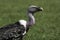 RÃ¼ppell\'s griffon vulture in profile