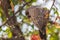 Rüppell`s parrot  Poicephalus rueppellii sitting on a branch , Ongava Private Game Reserve  neighbour of Etosha, Namibia.