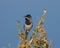 RÃ¼ppells Warbler, RÃ¼ppells Grasmus, Sylvia rueppelli