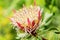 S. African plant Protea cynaroides, also known with common name