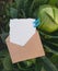 It`s a boy. A letter in envelope. Blank white paper sheet with free copy space for text found in cabbages. Newborn card