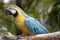 this is s close up of a blue and gold macaw