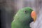 this is s a close up of an electus parrot