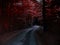 S curved road in dark red forest