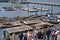 S.F. Pier 39 Sea Lions