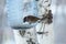 It\\\'s freezing outside, and a sparrow has flown to the feeder