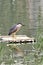 It\\\'s full after a whole body of red fish swallowed, night heron looks happy.