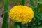It`s huge, that yellow ball! Its wavy petals attract the eye! I
