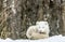 It`s nap time for this Arctic fox in seasonal moulting