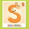 S is for Squirrel. Letter S. Squirrel., cute illustration. Animal alphabet.