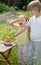 It\'s summertime - kids snacking strawberries fresh from the gard