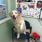 It\'s a sunny day at the vets