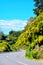 S-turn of a mountain road amongst shrubbery in full bloom on a bright sunny day. Wellington, New Zealand.