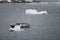 S/V Northanger navigating through the icebergs, Lemaire Channel, Antarctica.