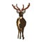 It\\\'s a very beautiful Brow - antlered deer picture.