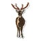 It\\\'s a very beautiful Brow - antlered deer picture.