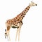 It\\\'s a very beautiful giraffe picture.