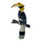 It\\\'s a very beautiful hornbill picture.