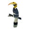 It\\\'s a very beautiful hornbill picture.
