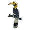 It\\\'s a very beautiful hornbill picture.