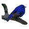 It\\\'s a very beautiful indigo bunting picture.