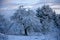 It`s wintertime, trees in the garden covered with snow.