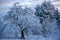 It`s wintertime, trees in the garden covered with snow.