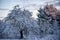 It`s wintertime, trees in the garden covered with snow.