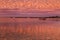 SA Streaky bay pink seabed
