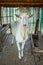 Saaned Goat