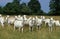 Saanen Goat, Herd standing in Long Grass