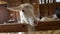 Saanen goat swiss goat breed nodding