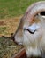 The Saanen with its characteristic huge curly horns