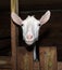 Saanen white goat in barn