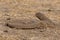 Saara hardwickii or the Indian spiny-tailed lizard, observed near Nalsarovar