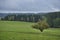 In Saarland forests, meadows and solitary trees in autumn look