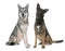 Saarloos dog and malinois