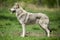 Saarloos Wolfdog