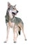 Saarloos wolfdog in studio