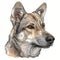 Saarloos Wolfdog on a white , cartoon colored, side view close up portrait, sketch style.