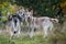 Saarloos Wolfdogs