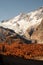 Saas fee forest autumn