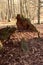 Sababurg primeval forest, view of old petrified oaks