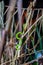 Sabah Bamboo Pitviper crawling on a dry tree branch. Green pit viper in Malaysia National Park. Poison snake in rainforest