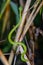 Sabah Bamboo Pitviper crawling on a dry tree branch. Green pit viper in Malaysia National Park. Poison snake in rainforest