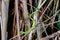 Sabah Bamboo PitViper crawling on a dry tree branch. Green pit viper in Malaysia National Park. Poison snake in rainforest