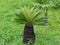 Sabal palm genus